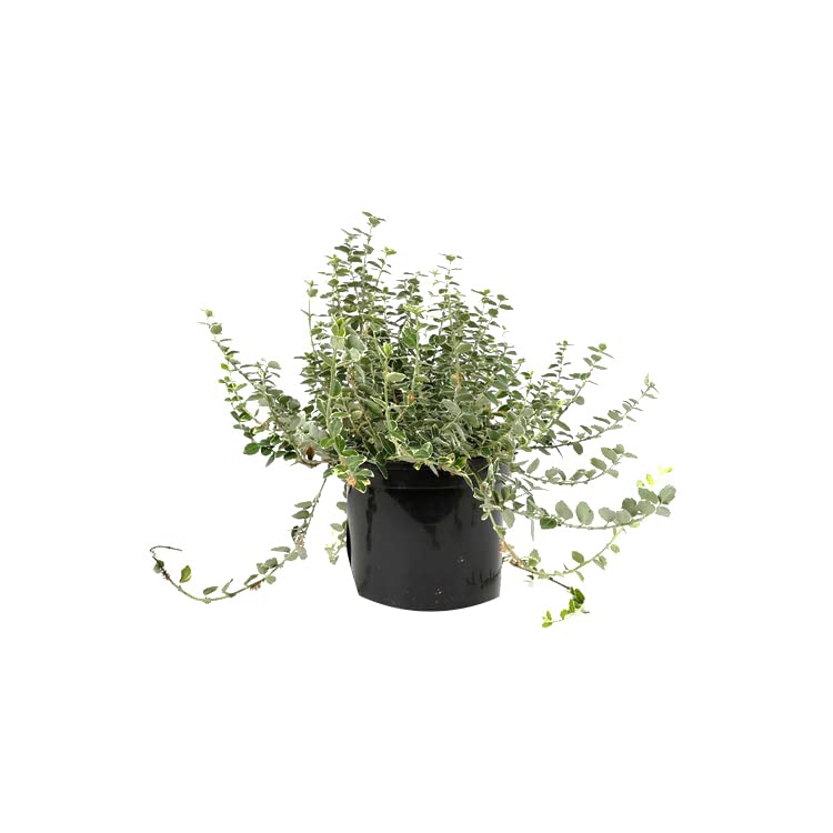 6x Evonimo – Euonymus fortunei 'Emerald Gaiety' – Vaso 9x9 cm – foglia variegata ornamentale