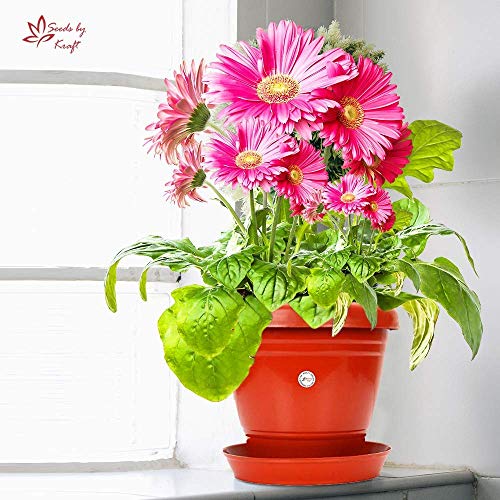 Image of Kraft Seeds Plastic Planter with Bottom Plate, Red, 7.5-inch , Pack of 4 & Summer Bloom Flower Seeds 3 Varieties in 1 Pack