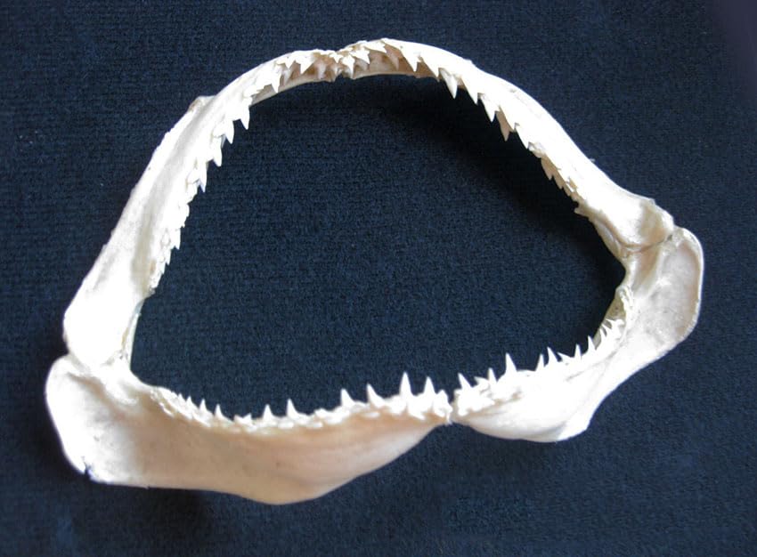 Ocean Surf Real Shark Jaw Taxidermy - Framed Unique Specimen Entomology Shadowbox Display