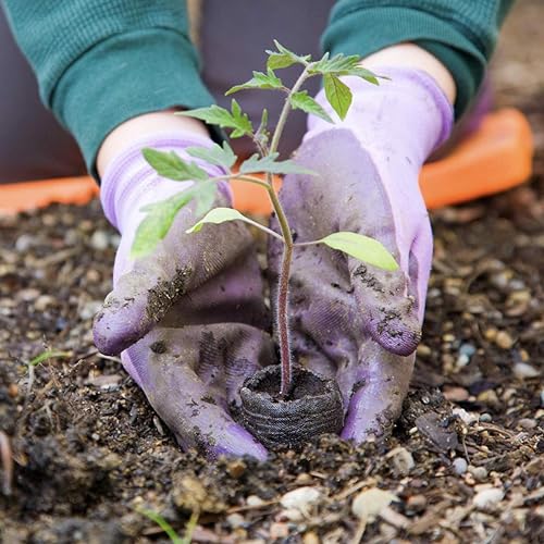 Image of Seedling Tray for Plants with Cocopeat - A 100% Organic Seed Germination Tray | Used as a Seed Germination kit for 100% Germination | 30mm Diameter (Pack of 100)