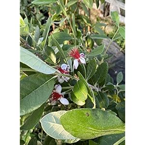 Cây i Brasil | Braziliaanse Guave | Ananas-Guave | Acca Sellowiana 1,2 m