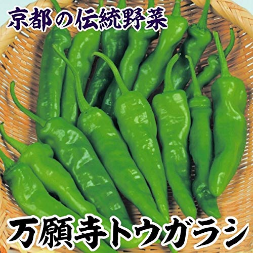 国華園 種 野菜たね トウガラシ 万願寺トウガラシ 1袋(3ml)/メール便配送 21年春商品