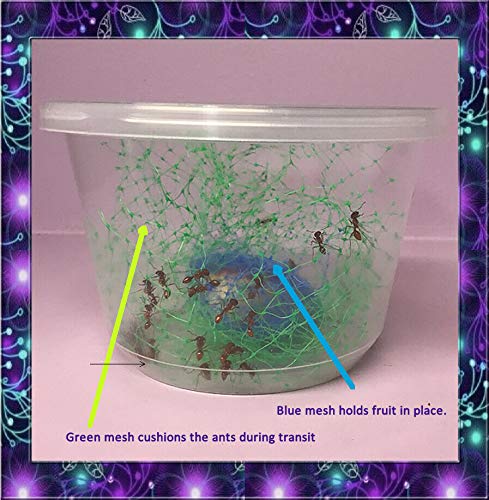 Insectsales.com Live Ants for Ant Farms with Free Ant Food (40 Healthy Red Harvester Ants) (2) Ants + Water Crystals