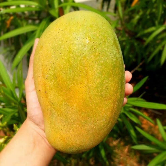 Image of Mallika Mango Grafted Hybrid Live Plant - 1.5 Ft. Mangoes Tree Ideal for Home Gardening Growing Small Spaces