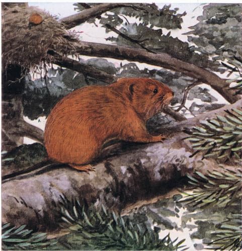Tableau impressions d'art mural l'animal de l'arbre rouge par Louis Agassiz Fuertes 60x90cm
