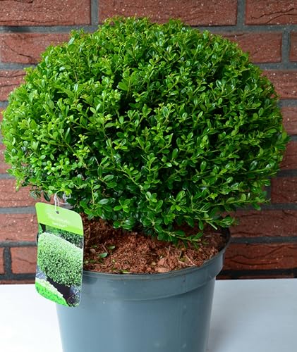 japanische Hülse Ilex crenata Glorie Dwarf -R- Kugel 35-40 cm Durchmesser im 5 Liter...