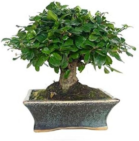 Carmona microphylla 5 años