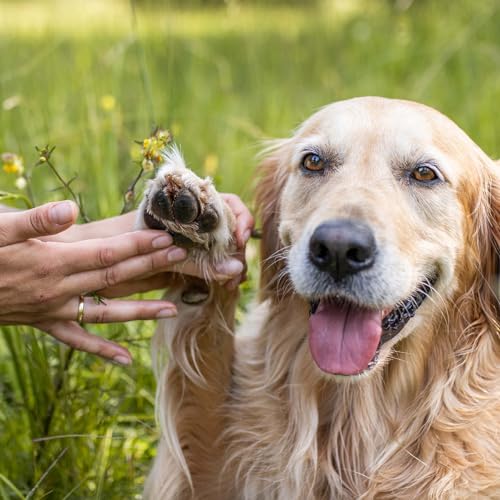 GREENDOOR natürlicher Bio Pfotenbalsam für weiche Pfoten 50ml, vegane Pfotenpflege beugt Rissen vor, schützt vor Umwelteinflüssen, bei Hitze Kälte Nässe Schnee (Pfotenbalsam 50ml)