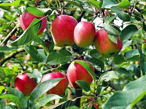 Image of Grafted Sweet Apple Plant (HRMN-99) / Live apple plant specially bred for hot climates /hot weather- 1 healthy seb tree with polybag