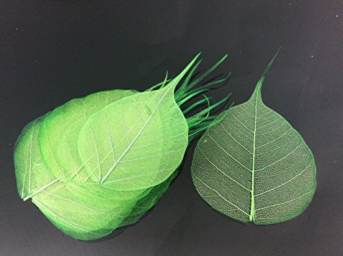 Dark Green 2 Inch Skeleton Leaves 100 pcs Sacred Fig Ficus Religiosa Flower Making Floral Scrapbook Craft Wedding Card