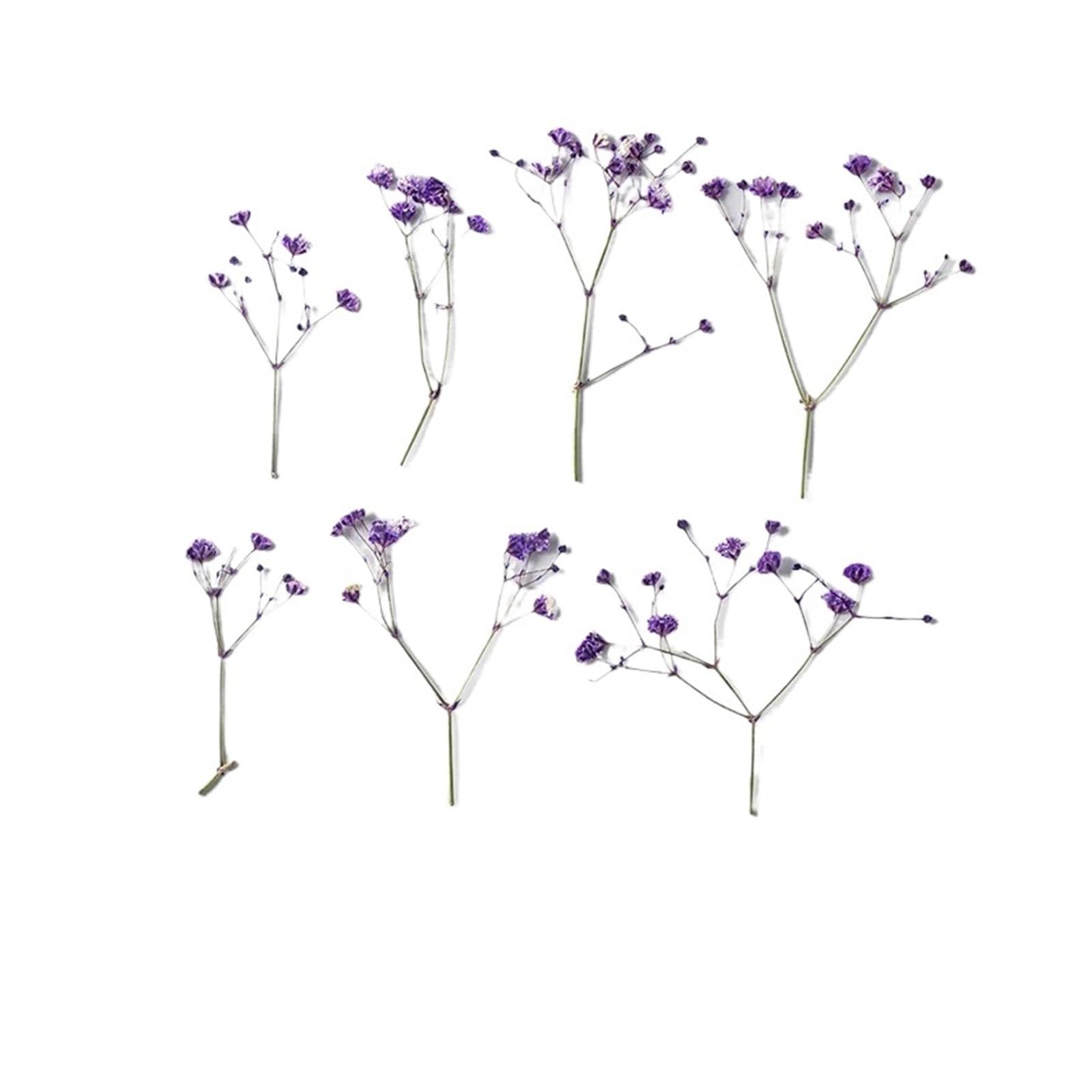 WJIAYAO dried gypsophila flowers 24pcs/4-6cm, Pressed Gypsophila Paniculata Flower Branches,Dried Babysbreath DIY Photo Frame Bookmark Drip Glue Phone Case(Color5)