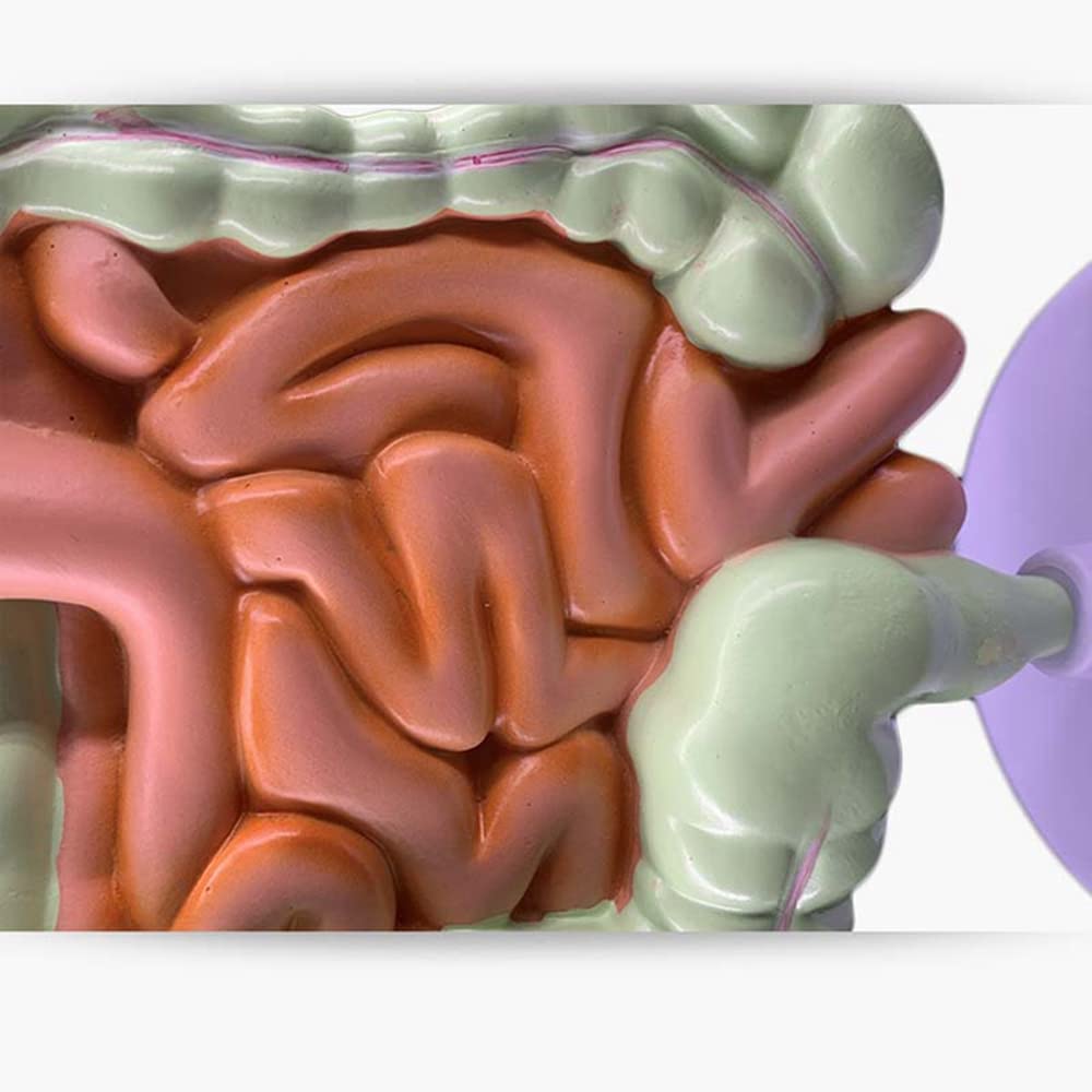 Modello 'apparato digerente Umano Anatomia gastrica Intestino Retto Duodeno Modello degli Organi Interni 'uomo