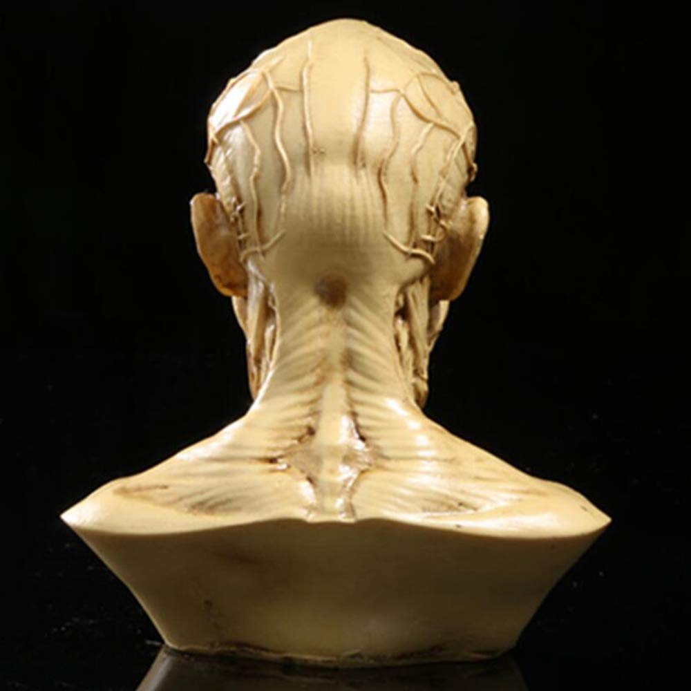 Modello Umano Anatomia Scientifica Cranio Testa Muscolo Osso Arte Medica Modello di Disegno Medico per La Scuola