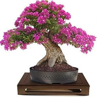 Lagerstroemia Indica Crape Myrtle Bonsai 10 Seeds Amazing Rare Flowering