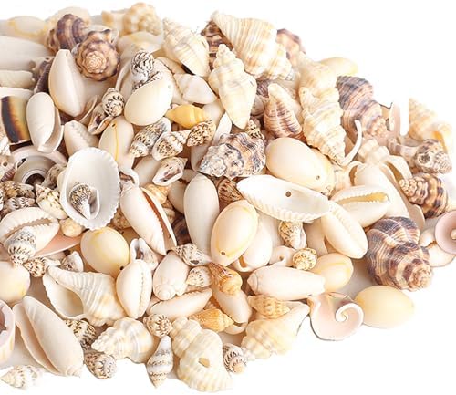 Amazon.com: HERZWILD 180g Sea Shells Mixed Beach Seashells Natural ...