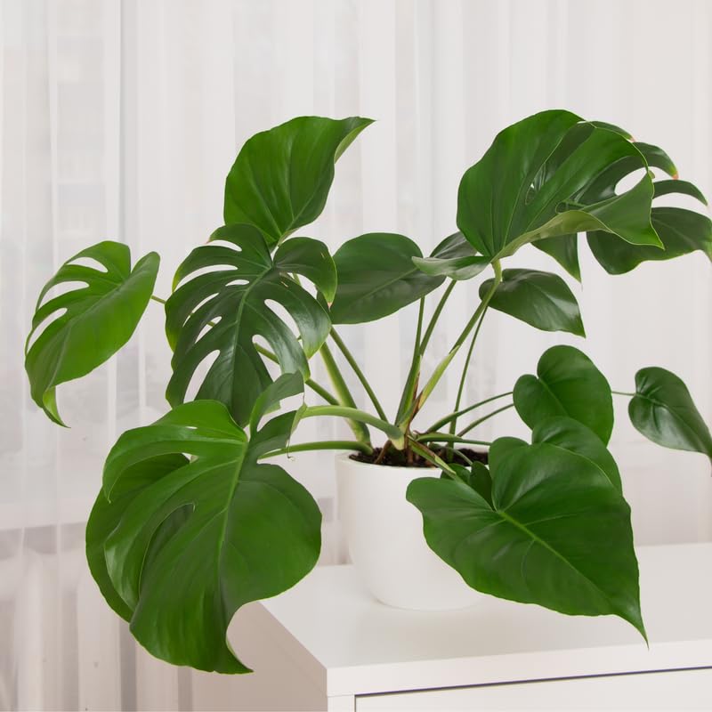 Amazon.com : Monstera Deliciosa Live Plant 5 to 6 Inches Tall Rooted,  Indoor Plant for Ornament : Patio, Lawn & Garden