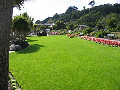 Nelesa Gardening Lawn Turf Grass Dub Seed - 2000 Seeds
