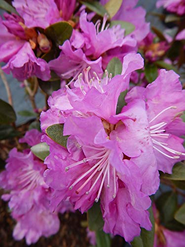 Live Plant Rhododendron X `PJM Elite` Evergreen Lavender Flowers 3-Gallon Fully Potted Plant Bush from Green Promise Farms