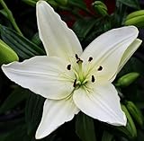 (2) Gorgeous White New Wave Asiatic Lily Bulb Flowering Perennial Year After Year