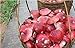 24 Ounce (680 grams) Red Mushroom Dried Russula from Yunnan China （中国云南）