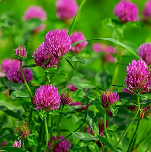 Todd's Seeds Red Clover Seeds, Non-Gmo, Chemical Free, High Germination (1/4 Pound) #TOP5
