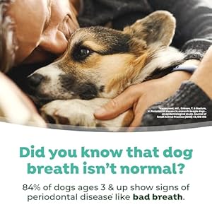 TropiClean-Fresh-Breath-for-Puppy-Breath-Breath-Freshener-Puppy-Dental-Care-Made-Easy-Puppy-Mouthwash-Made-in-the-USA-16-oz - Cucciolini Doodles   TropiClean-Fresh-Breath-for-Puppy-Breath-Breath-Freshener-Puppy-Dental-Care-Made-Easy-Puppy-Mouthwash-Made-in-the-USA-16-oz