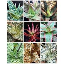 Aloe Hybrid Mix TJ Exotic cultivar Good Color Cacti Rare Cactus Aloes Seed 30 Seeds , Succulent, Cactus