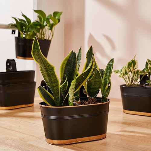 Amazon Brand – Solimo Hanging Metal Planters (Set of 6, Black) – ...