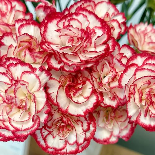 semi di garofano perenne, garofano dolce to perenni di garofano ornamentali decorazione per luoghi soleggiati resistenti 900pcs