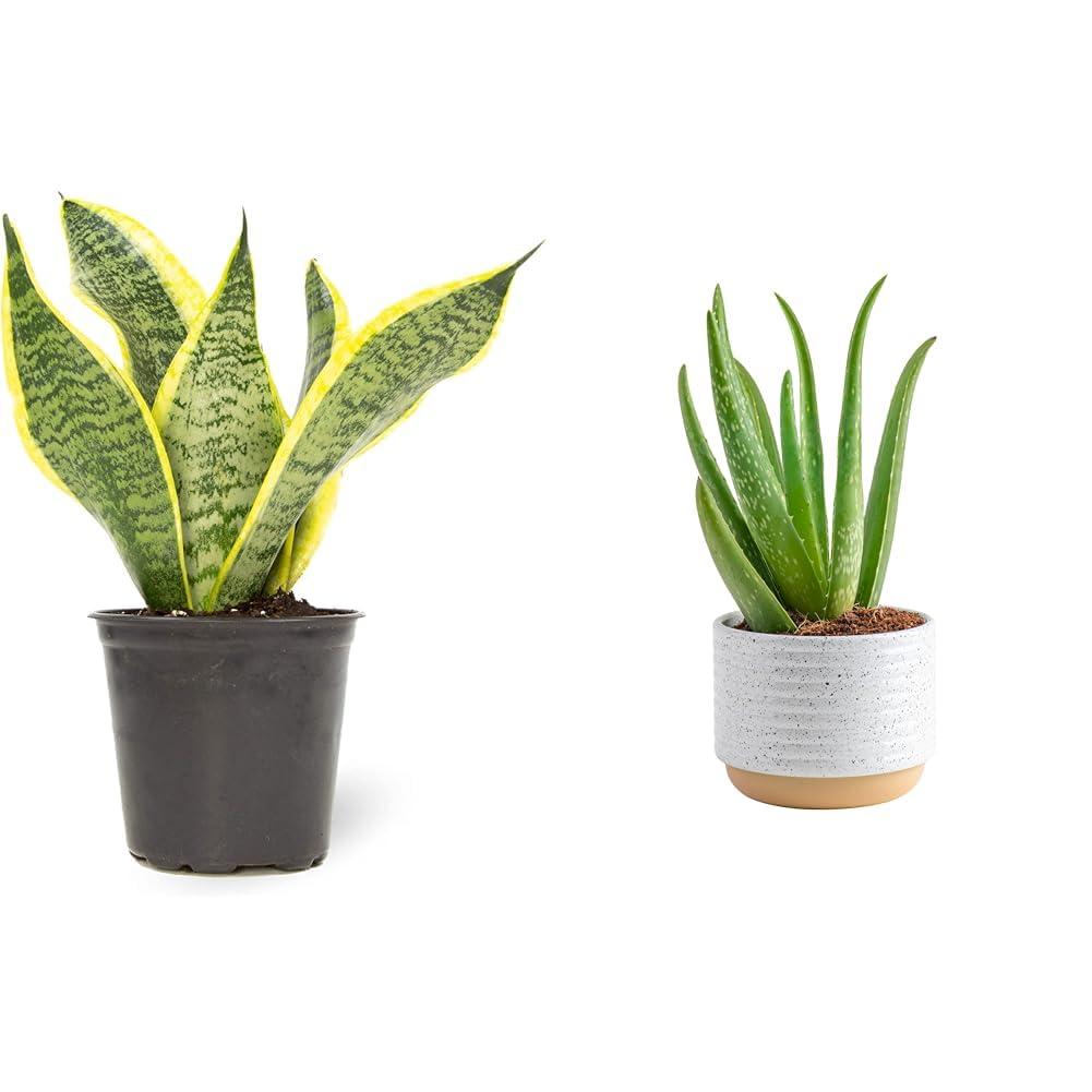 Amazon.com: Altman Plants, Planta de serpiente viva, Sansevieria  trifasciata Superba y Costa Farms Aloe Vera, planta suculenta viva, planta  de interior de fcil cuidado en maceta de decoracin moderna : Patio, Csped