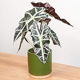 UNE PLANTE D’INTÉRIEUR À HAUT TAUX D’HUMIDITÉ – L’Alocasia Polly est une plante d’intérieur qui aime les endroits très humides. La salle de bains est considérée comme l’emplacement idéal où placer ces plantes, en raison de sa moiteur caractéristique.