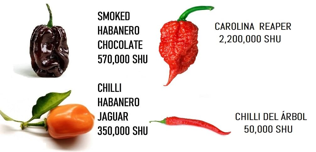 Jaguar, Cioccolato, Carolina Reaper e peperoncino Arbol in un cubo di legno con 4 lampadine 6gx2g+2g+2g.