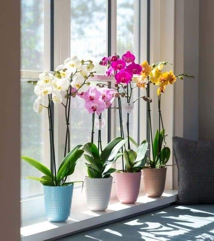 Rare Vanda Orchid Live Plants For Flowers Orchids Live Plant Mixed Colour Vanda Variety, orchid plant (Pack of 5) outdoorindot plant -1-image-1