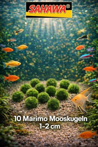 Nano Moosbälle Mini Mooskugeln für Garnelen 10 Stk. 1-2 cm - Natürliche Wasserpflanzen für Aquarium