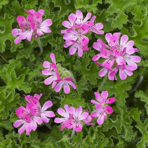 Carbeth Plants - Pink Capitatum Scented Geranium - Pelargonium in 10.5cm Pot - Fragrant Foliage with Large Flowers in Summer & Autumn