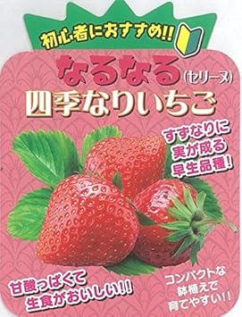 Amazon 予約商品 10月中下旬より順次発送 イチゴ苗 なるなる四季成りイチゴ セリーヌ 10 5cmポット 鉢 Amazon 予約商品 10月中下旬より順次発送 イチゴ苗 なるなる四季成りイチゴ セリーヌ 10 5cmポット 鉢