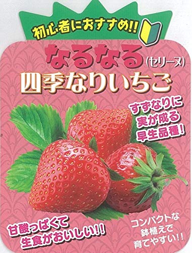 Amazon.co.jp: イチゴ 苗 四季成り 【 セリーヌ 】10.5cm