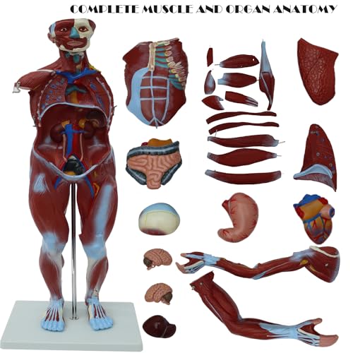 Image of Anatomical Human Muscular Figure Model with 27 Removable Parts Human Muscle Organ Model Training Manikin Model with 27 Parts for Teaching 31.5'' Tall,1 /2 lifesize