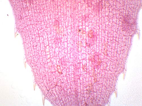 Image of EISCO Elodea, Submerged Leaf - Prepared Microscope Slide - 75 x 25mm - Microscopy