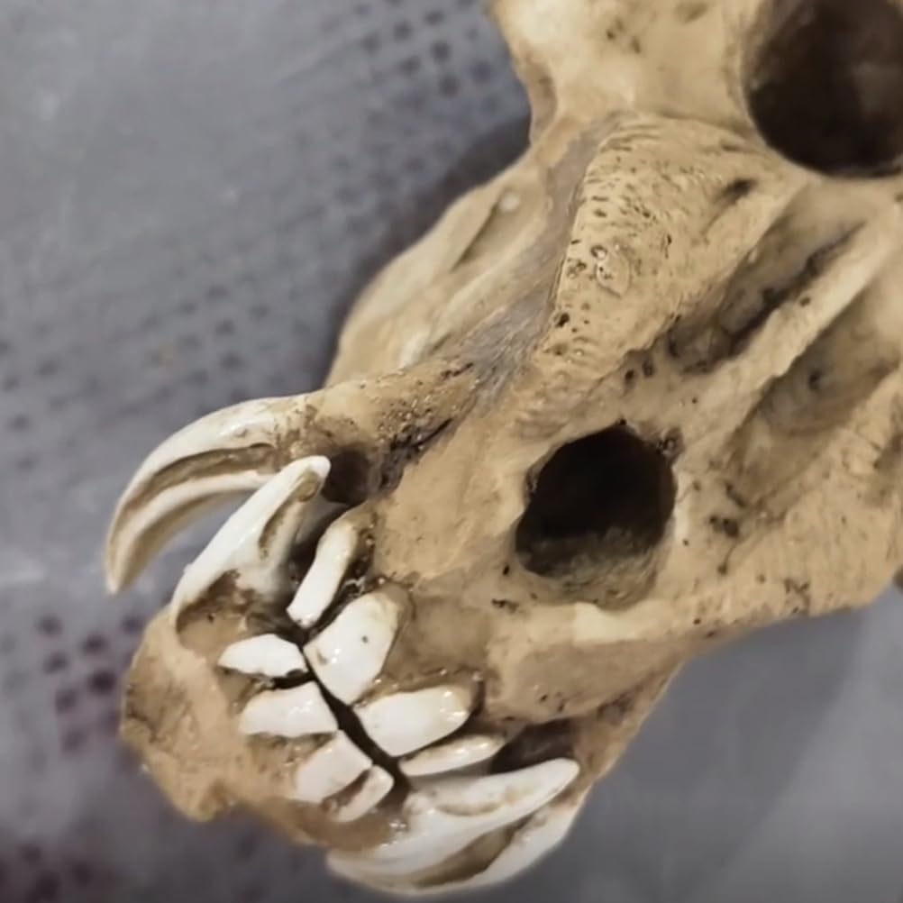 Modelo de Cráneo de Babuino - Taxidermia de Cráneos de Animales Reales - Decoración de Cráneo de Mono y Orangután de Resina para Decoración de Fiesta de Halloween,Marrón,23cm