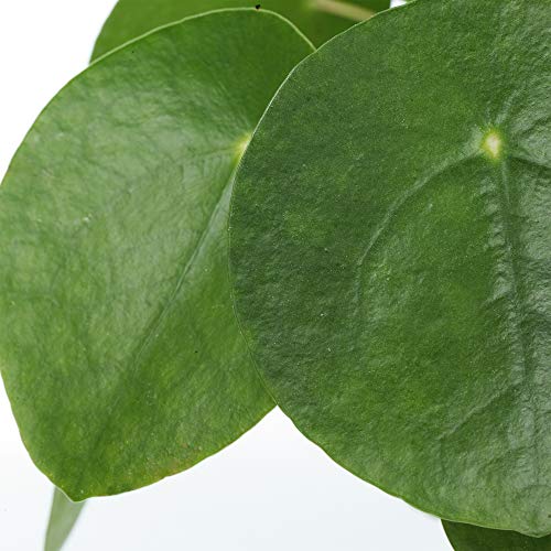 Pilea Peperomioides Resistente Pianta Cinese delle Monete da Appartamento Perfetta per Case e Uffici - Image 4