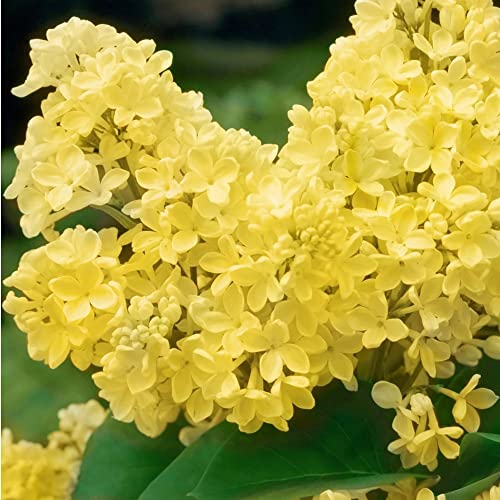 Yegaol Garden 50Pcs Yellow Lilac Seeds Perennial Non-Gmo Fragrant Shrub Bush Deer Resistant Flower Seeds Garden Plant #TOP5