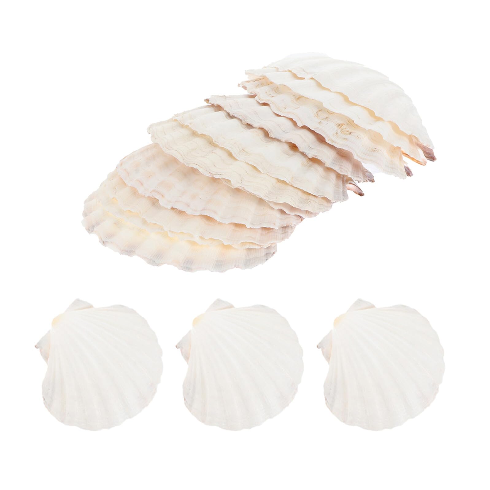 Coquillage naturel élégant et stylé pour une présentation de table raffinée