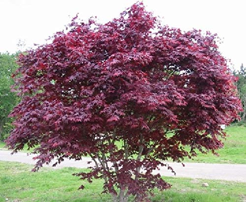 8 Fresh Stem Cuttings from Japanese Maple Trees - for Propagation - Cold Hardy