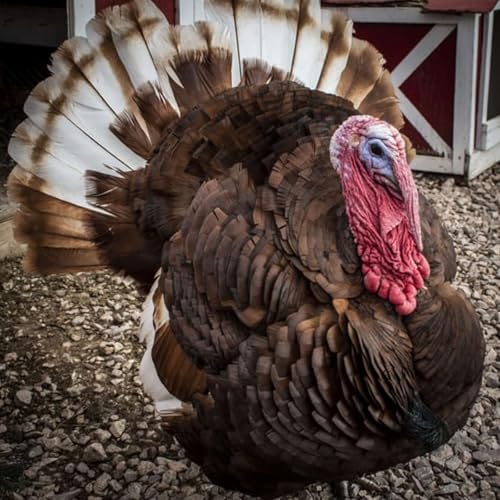 Thanksgiving - Not as traditional as you think Titelbild