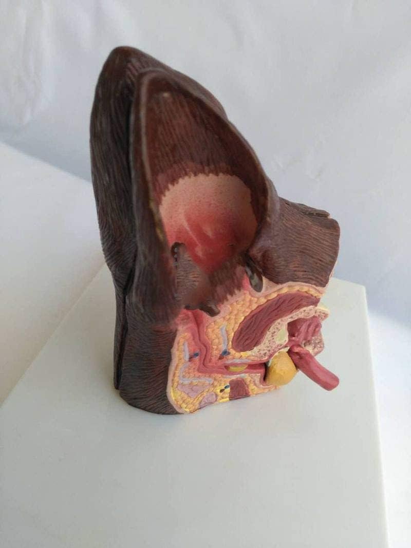 Anatomía de la Oreja del Perro, Modelo de Dos Lados, Modelo de Oreja Canina, Salud Normal y Oreja patológica infectada, Modelo de enseñanza de Equipo Veterinario Familiar.