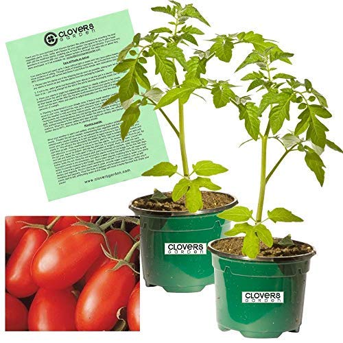 Clovers Garden La Roma Red Tomato Plants – Two (2) Live Plants – Non-GMO - Not Seeds - Each 4" to 8" Tall – in 4" Inch Pots - Larger Tomatoes, Disease Resistant