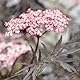 Rotlaubiger Holunder, Sambucus nigra ’Black Lace’, Zierstrauch, rotes Laub, essbar, Beeren, Wildgehölz