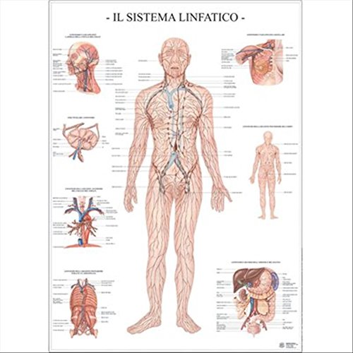 Il Sistema linfatico