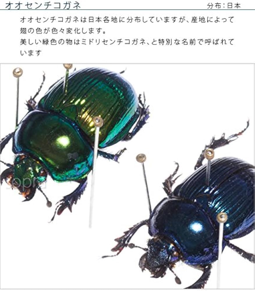 51qHHqMFnsL._AC_UF894,